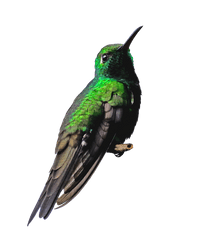 Cuba Cienaga De Zapata Hummingbird - Green Humming Bird Png