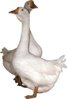 Goose Png Image