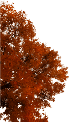 Fall Tree Branch Png Picture