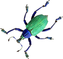 Download Beetle Png Image For Free - Beetles