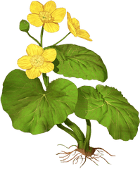 Marsh Marigold - Flower Png