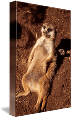 Meerkat Png