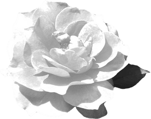 Download Hd This Is The Rose Flower Png Guitar Silhouette - Echeveria