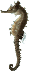 Images Download Seahorse Png Free - Sea Horse Png