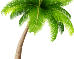 28 Palm Tree Clipart Transparent - Png Transparent Background Palm Tree Png