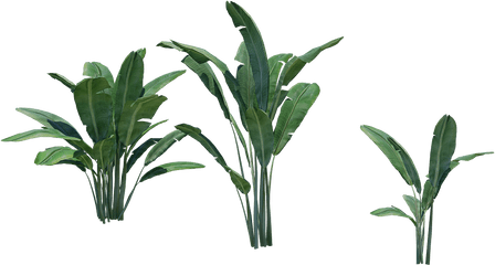 Banana Tree Plant - Palm Tree Png