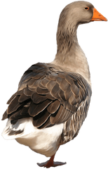 Download Free Png Duck Clip Art - Duck Png