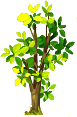 Walnut 129dofus Wiki Fandom - Tree Png