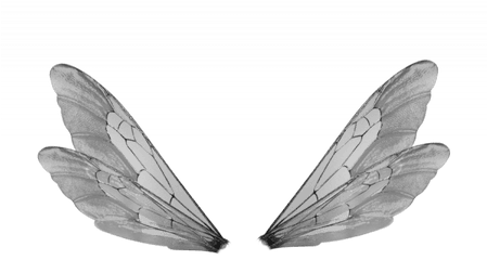 Dragonfly Wings Png Transparent Images - Transparent Insect Wings Png