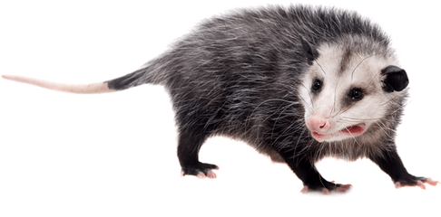 Possum - Possum White Background Png