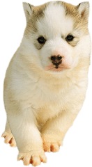 Husky - Transparent Husky Puppy Png