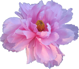 Download Hd Pink Peony Paeonia Veitchii Transparent Flowers - Aesthetic Flowers Transparent Background Png