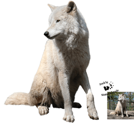 Hd Download Wolf Png Transparent Images - Wolf Png For Photoshop