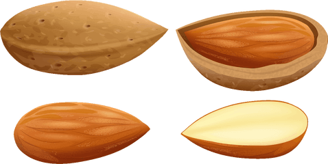 Nuts Clipart Almond - Almond Clipart Png