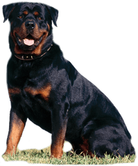 Vicious Dogs Png - Rottweiler Png Transparent Cartoon Rottweiler Png