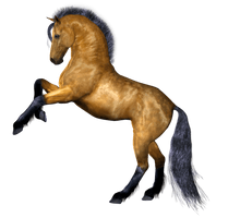 Horse Png Image Download Picture Transparent Background