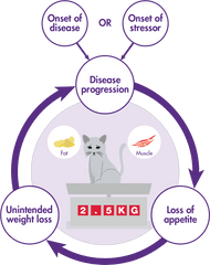 Cat Ears Png - Mirtazapine Catsmechanism Of Action