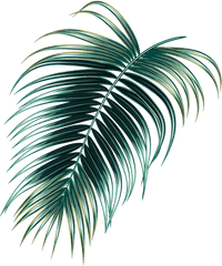 Leaves - Illustration Graphic Tropical Leaves Png