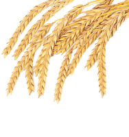 Grass Wheat Family Spelt Grain Common Emmer - Free PNG