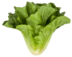 Fresh Green Lettuce Free HD Image - Free PNG
