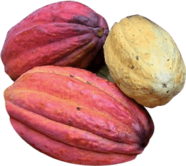 Cabosse De Cacao Png - Kola Nuts Png