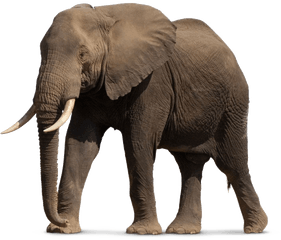 African Elephant Png File - African Elephant Png