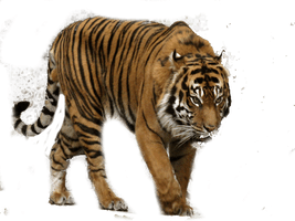 Tiger Png Clipart