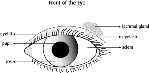 The Eyes - Accessory Organs Of Eye Png