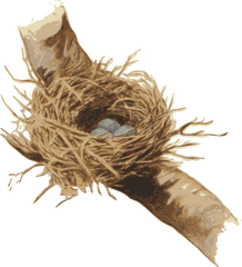 Nest Bird Plant Png Clipart - Portable Network Graphics