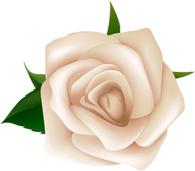 White Rose Clipart Png - White Rose Clip Art