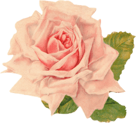 Beautiful Vintage Rose Clip Art - Free Pretty Things For You Vintage Rose Clipart Png