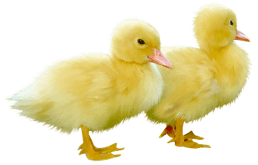 Baby Duck Png Image - Cute Ducks Transparent Background