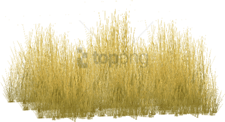 Free Png Yellow Grass Image - Yellow Long Grass Png