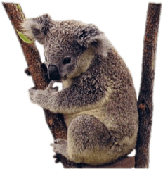 Koala Png Transparent Background Image - Koala Png