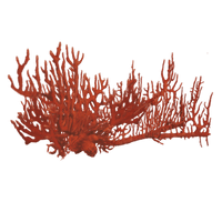 Coral Red PNG File HD