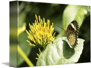 Orange Butterfly Looking - Milkweed Butterflies Png