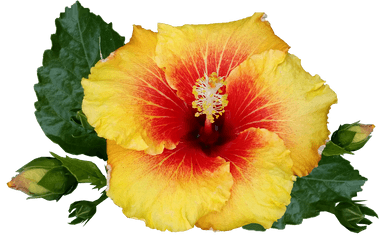 Hawaiian Flower - Tropical Plant Tropical Flowers Png Png Png Transparent Tropical Flower