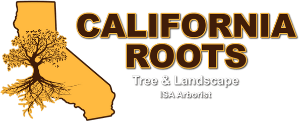 Landscaping Contractor In Modesto Ca - California Roots Tree Vertical Png