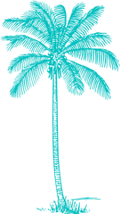 Palm Tree Clip Art Transparent - Coconut Tree Outline Png