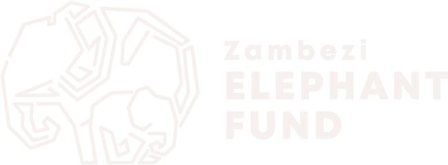 Zambezi Elephant Fund - Zambezi Elephant Fund Png