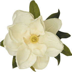 Cropped - Magnoliaflowerpng Transparent Magnolia Flower Png