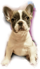 French Bulldog Transparent Cartoon - Jingfm French Bulldog Png