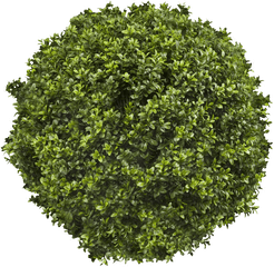 Topiary Png - Trees Top View Png