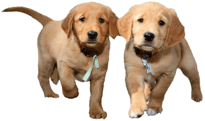 Puppies Png Background Image Arts - Png Files With Transparent Background