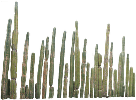 Cactus Png 3