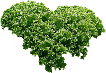 Vegetable Plant Png - Kale