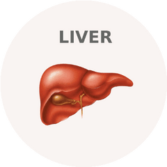 How To Examine Your Liver U0026 Gall Bladder - Ayurvedic Diet Castle Of Marostica Png