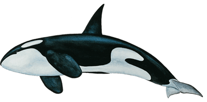 Killer Whale Png