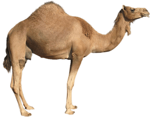 Camel Png Images - Camel Transparent Background