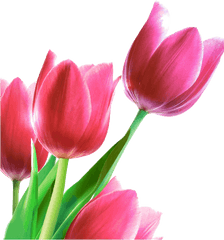 Tulip Png Transparent Images Free Download Real - Vizatime Me Lule Te Bukura